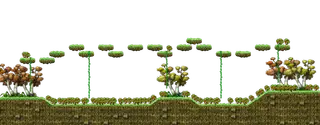 Tomato Field